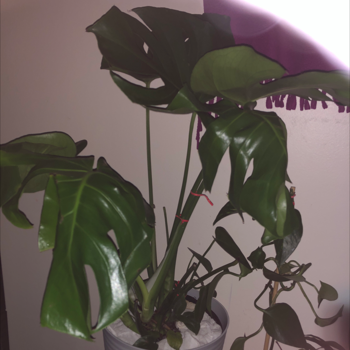 Monstera plant photo by @Stephanie0993 named 5 on Greg, the plant care app.