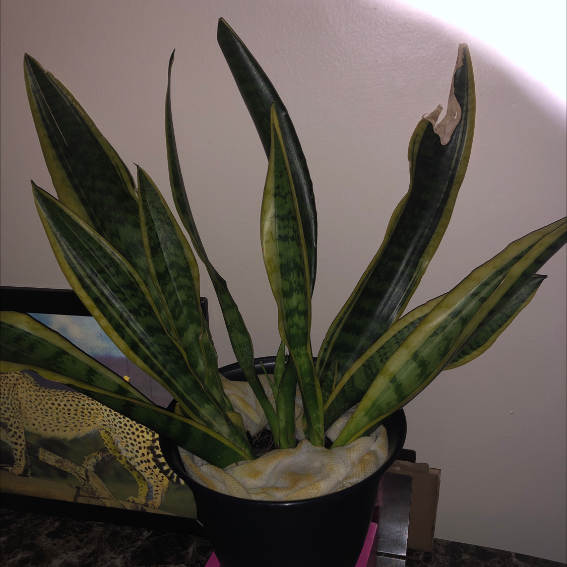 Snake Plant plant photo by @Stephanie0993 named 2 on Greg, the plant care app.