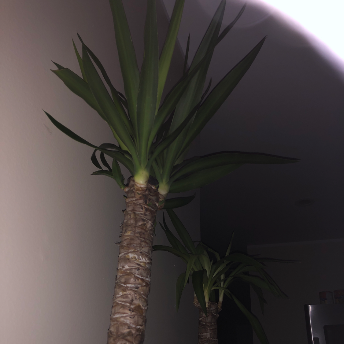 Blue-Stem Yucca plant photo by @Stephanie0993 named 1 on Greg, the plant care app.