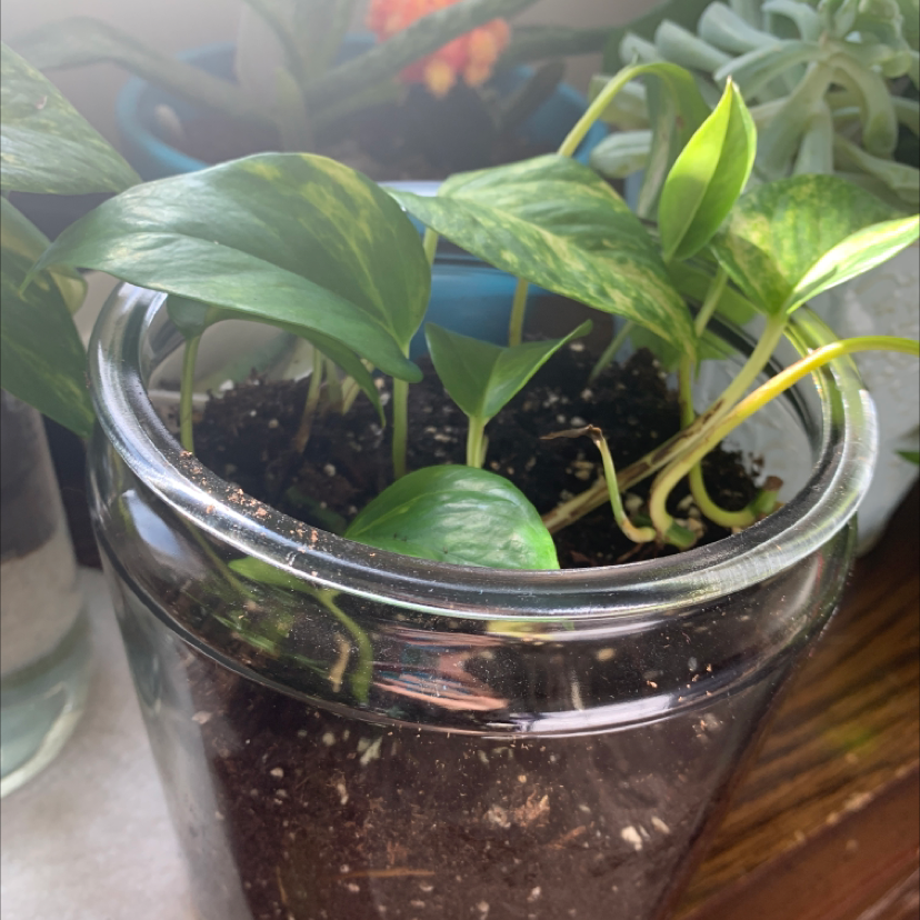 Jade Pothos plant photo by @tori named Infants on Greg, the plant care app.