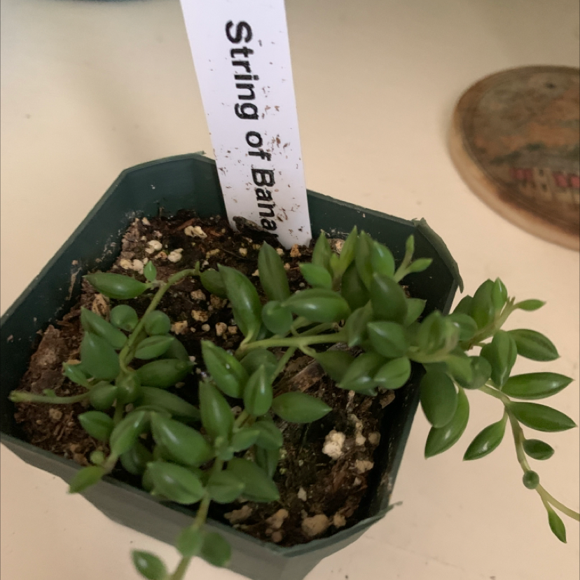 Healthy Senecio radicans succulent plant with banana-shaped leaves cascading over sides of hexagonal green ceramic pot.