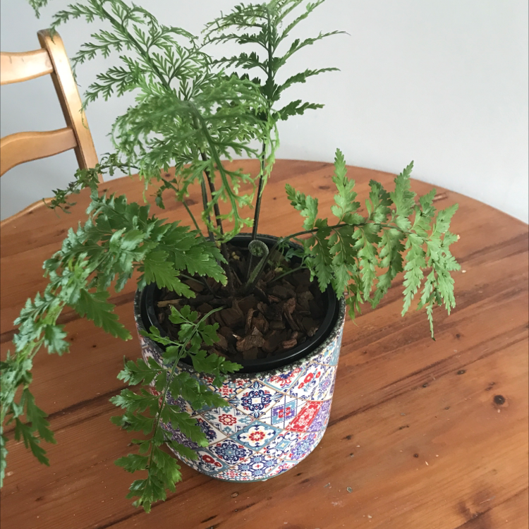 Potted Black Spleenwort plant with vibrant green fern-like leaves on a wooden table.