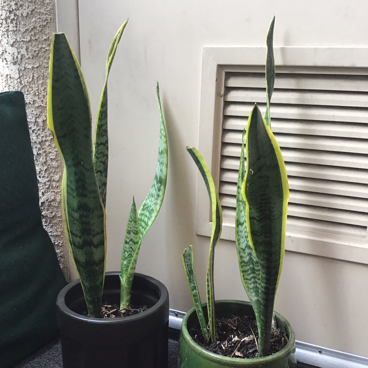 Photo of the plant species Variegated Snake Plant by @Fateen_Ansuri named ستيفاني وفيليسيا on Greg, the plant care app