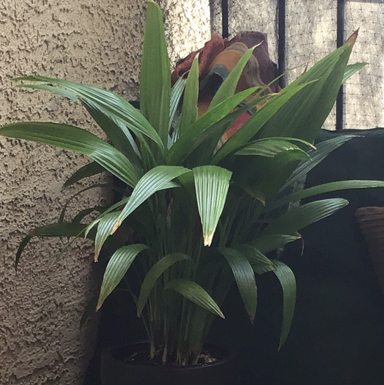 Photo of the plant species Coconut by @Fateen_Ansuri named لاتويا on Greg, the plant care app