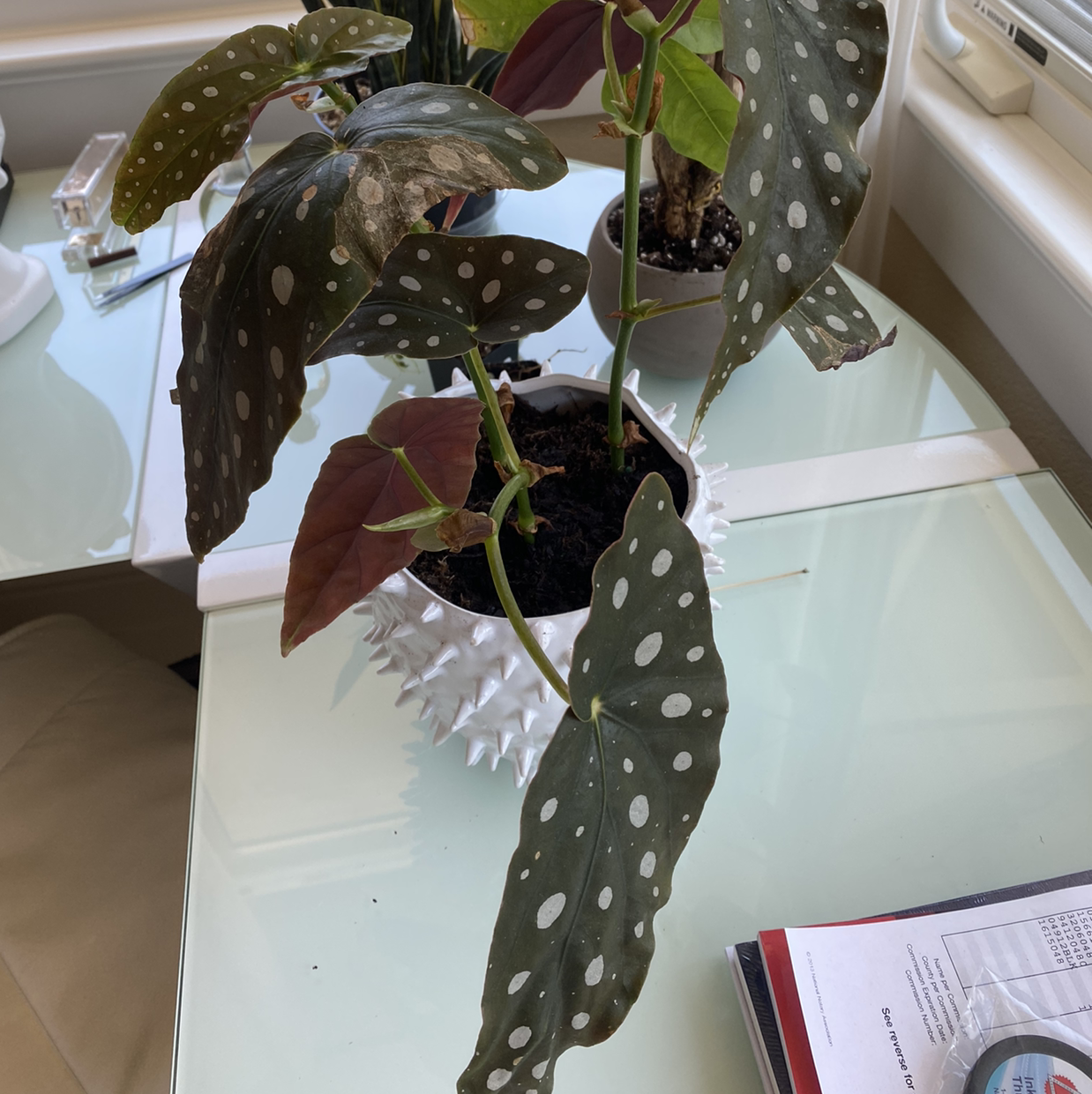 Polka Dot Begonia plant photo by @amonty named Maurice on Greg, the plant care app.