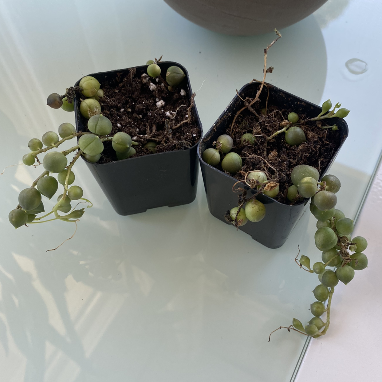 String of Pearls plant photo by @amonty named Measles on Greg, the plant care app.