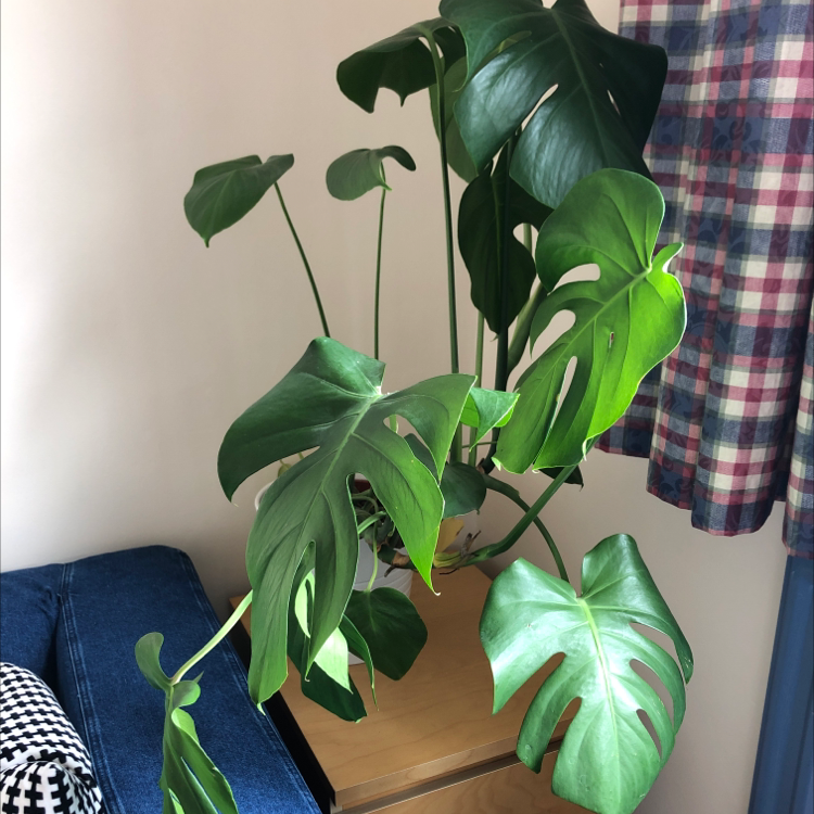 Monstera plant photo by Lottie named Gertrude on Greg, the plant care app.