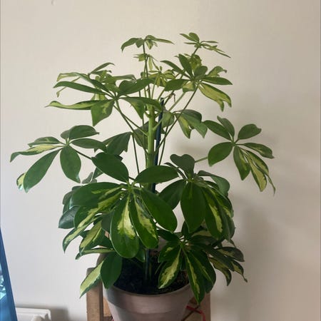 Photo of the plant species umbrella plant by Kiracoxy named Star on Greg, the plant care app