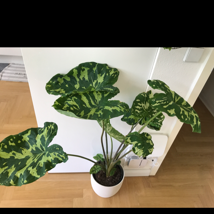 Caladium Hilo Beauty plant in a white pot with large, variegated leaves.