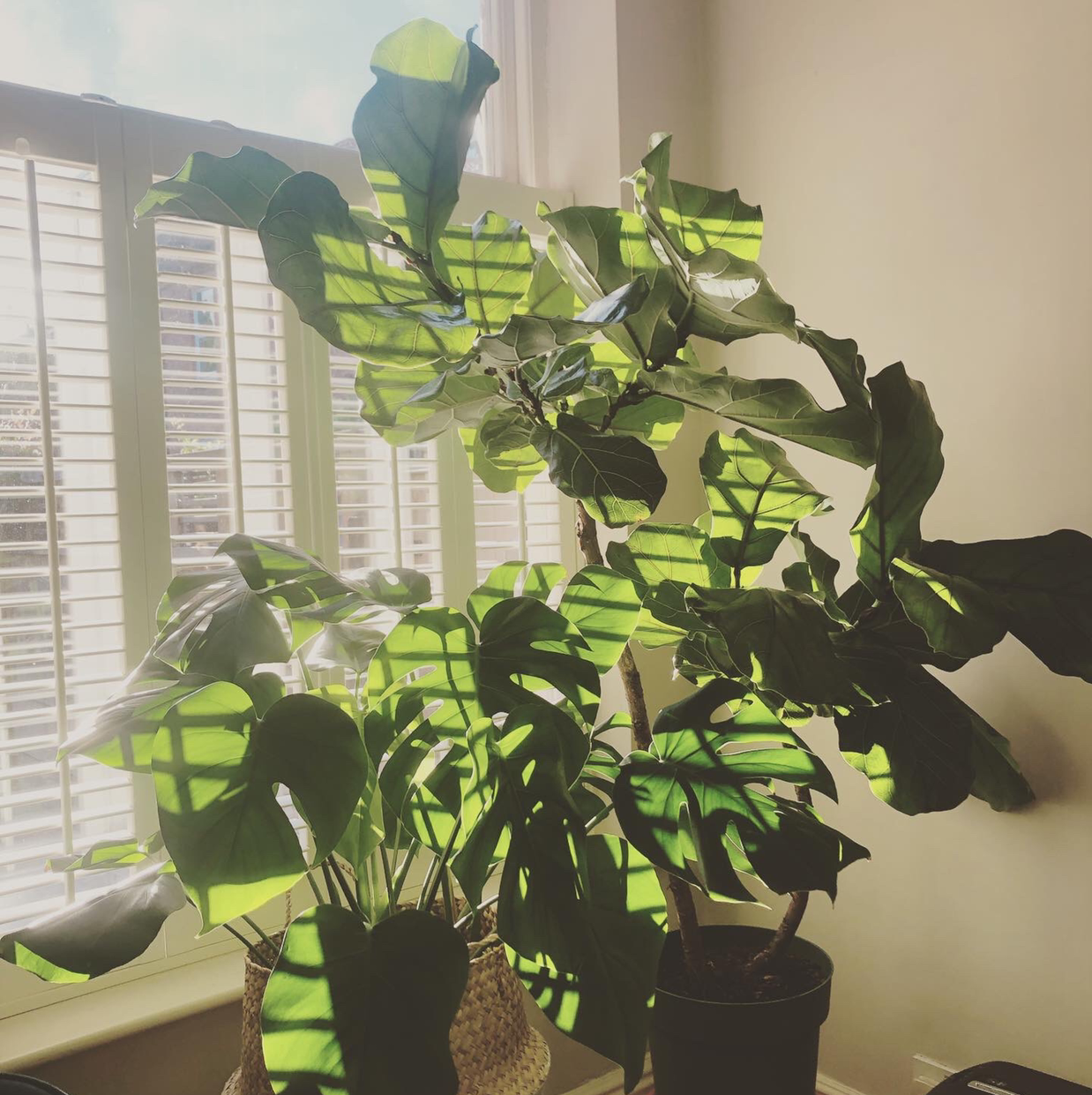 Fiddle Leaf Fig plant photo by @terence named Fiddle Fig - Large on Greg, the plant care app.