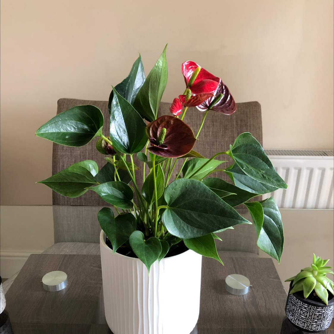 Painter's Palette plant photo by Ellie named Peace lily on Greg, the plant care app.