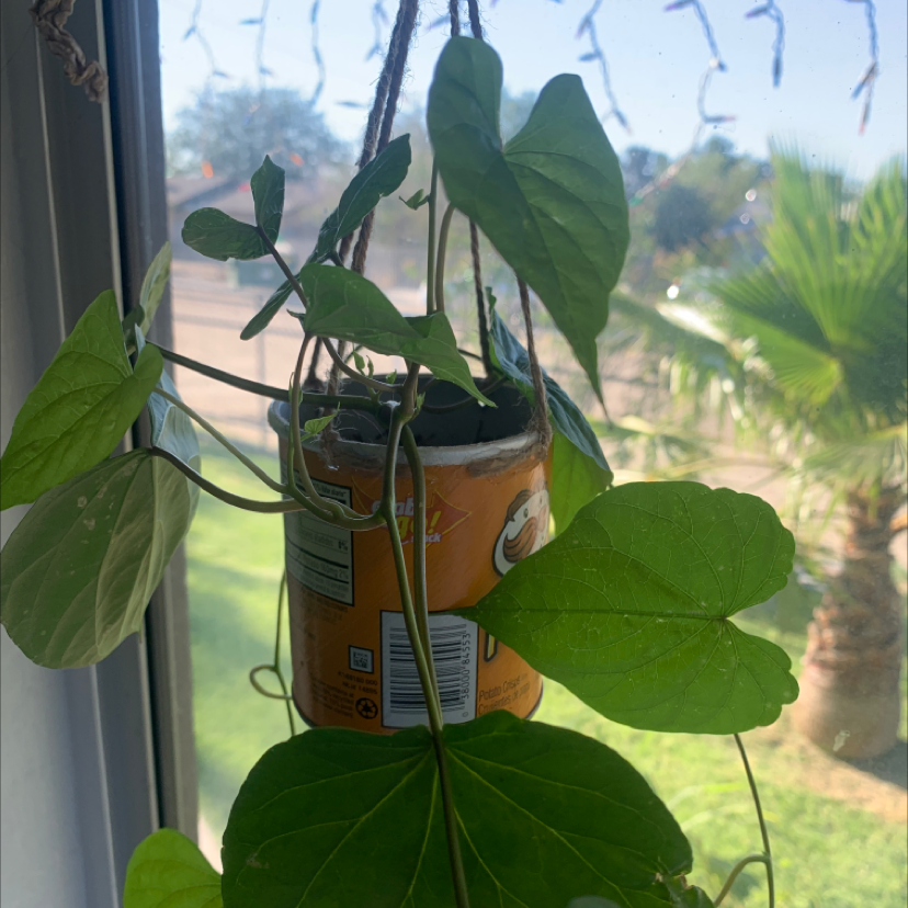 Tropical White Morning Glory plant in a hanging container near a window.