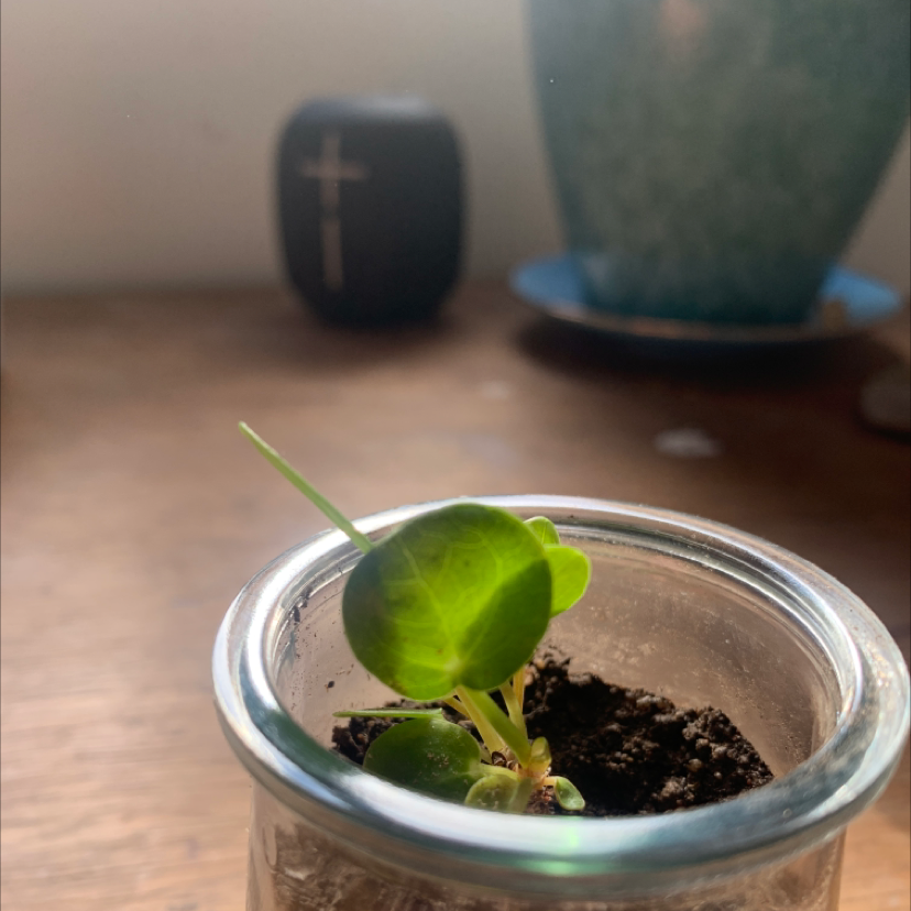 Young Garden Nasturtium plant in a small glass container with visible soil.