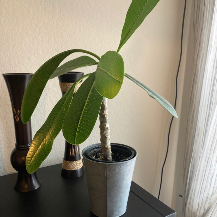 Potted Red Frangipani plant with elongated green leaves indoors on a dark surface.