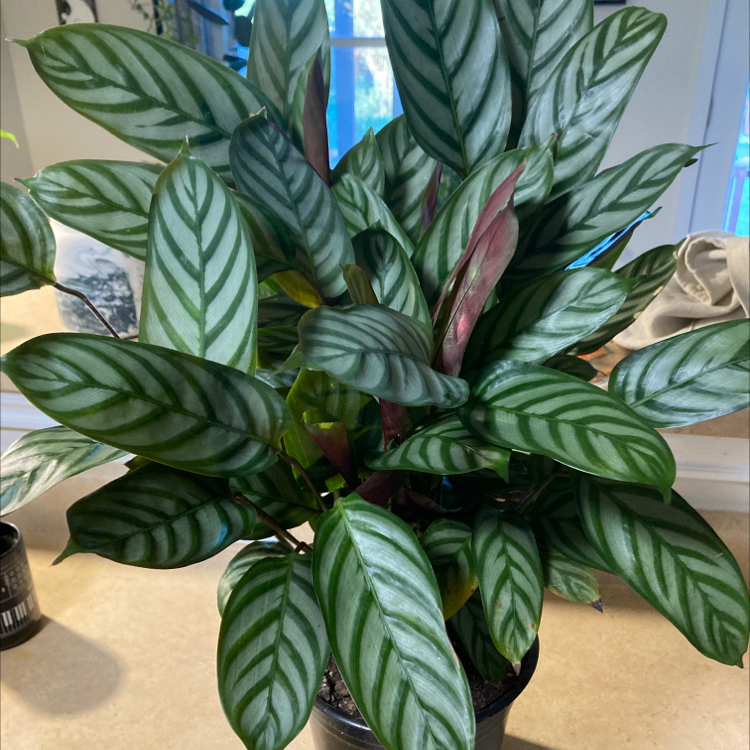 Healthy Never Never Ctenanthe plant with vibrant patterned leaves in a pot indoors.