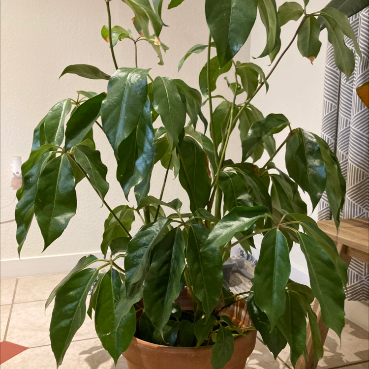 A healthy umbrella tree plant with glossy green compound leaves growing in a terracotta pot.