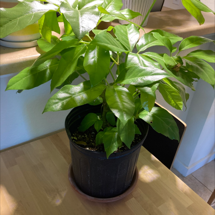 Healthy umbrella tree plant with glossy green leaves in a black plastic pot, well-framed and in focus.