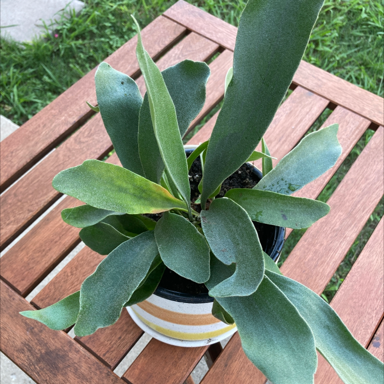 Elkhorn Fern in a pot on a wooden table with minor yellowing on some leaves.