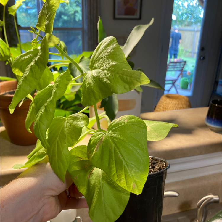 A hand holding up a thriving green sweet potato vine houseplant with heart-shaped leaves in a living room setting.