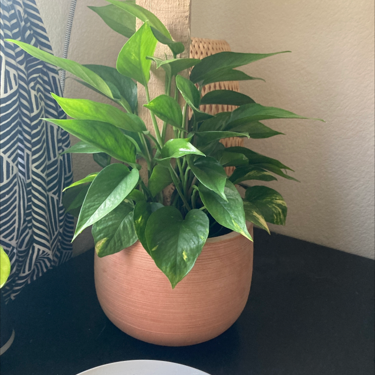 Potted Hawaiian Pothos plant with vibrant green leaves and some yellow variegation.