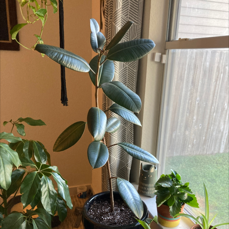 Rubber Plant plant photo by @Jillgoop named Rubber tree on Greg, the plant care app.