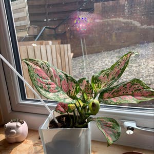 Aglaonema 'Pink Splash' plant photo by @amybrown named THAT bitch on Greg, the plant care app.
