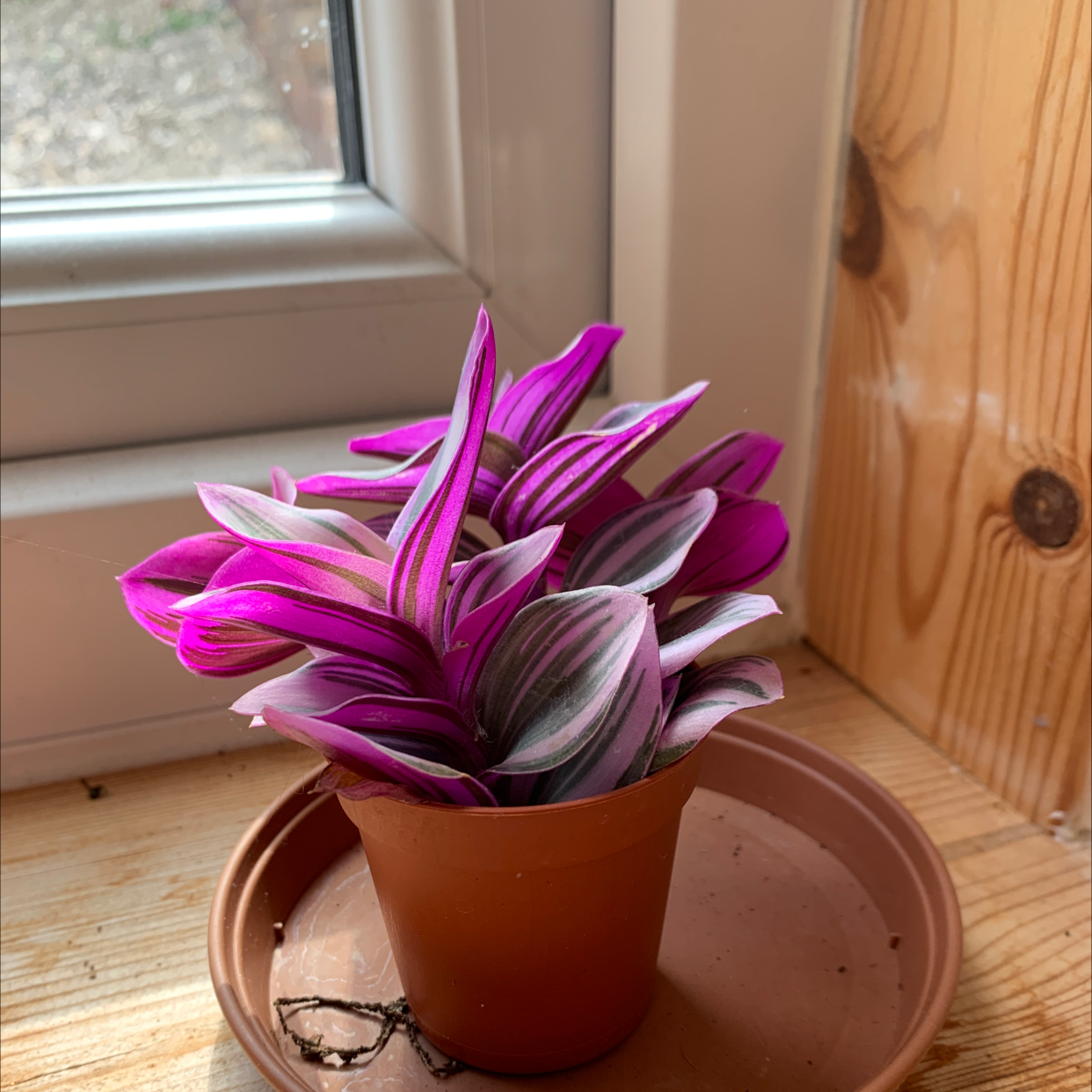 Photo of the plant species Tradescantia Nanouk by @amybrown named Miss Thing on Greg, the plant care app