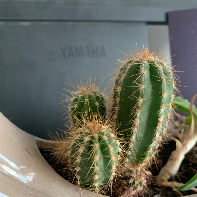 Photo of the plant species Pilosocereus arrabidae by Ellie named Gobi on Greg, the plant care app
