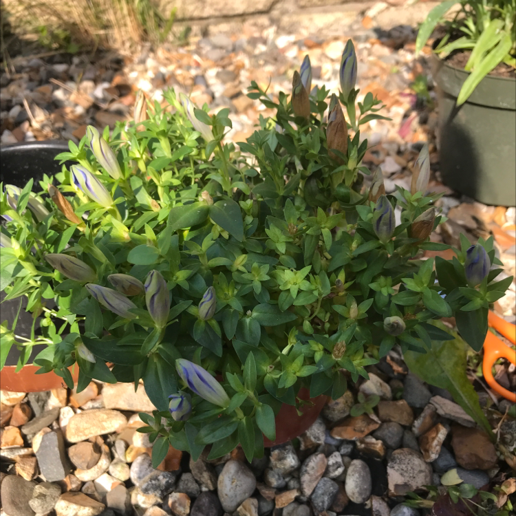 Photo of the plant species Rainier Pleated Gentian by @the_plant named Sleeping Beauty on Greg, the plant care app