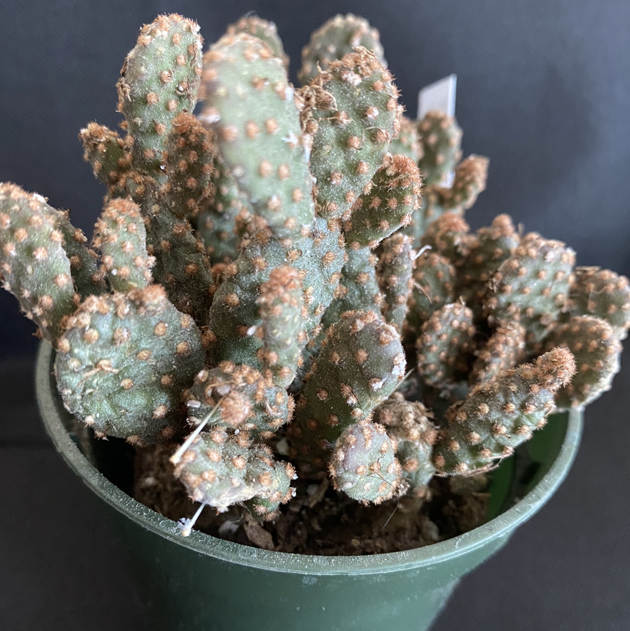 Brittle Prickly Pear cactus in a green pot, appears healthy.