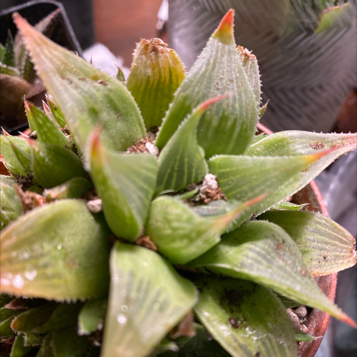 Haworthia cooperi plant with healthy green leaves and slight browning at tips.