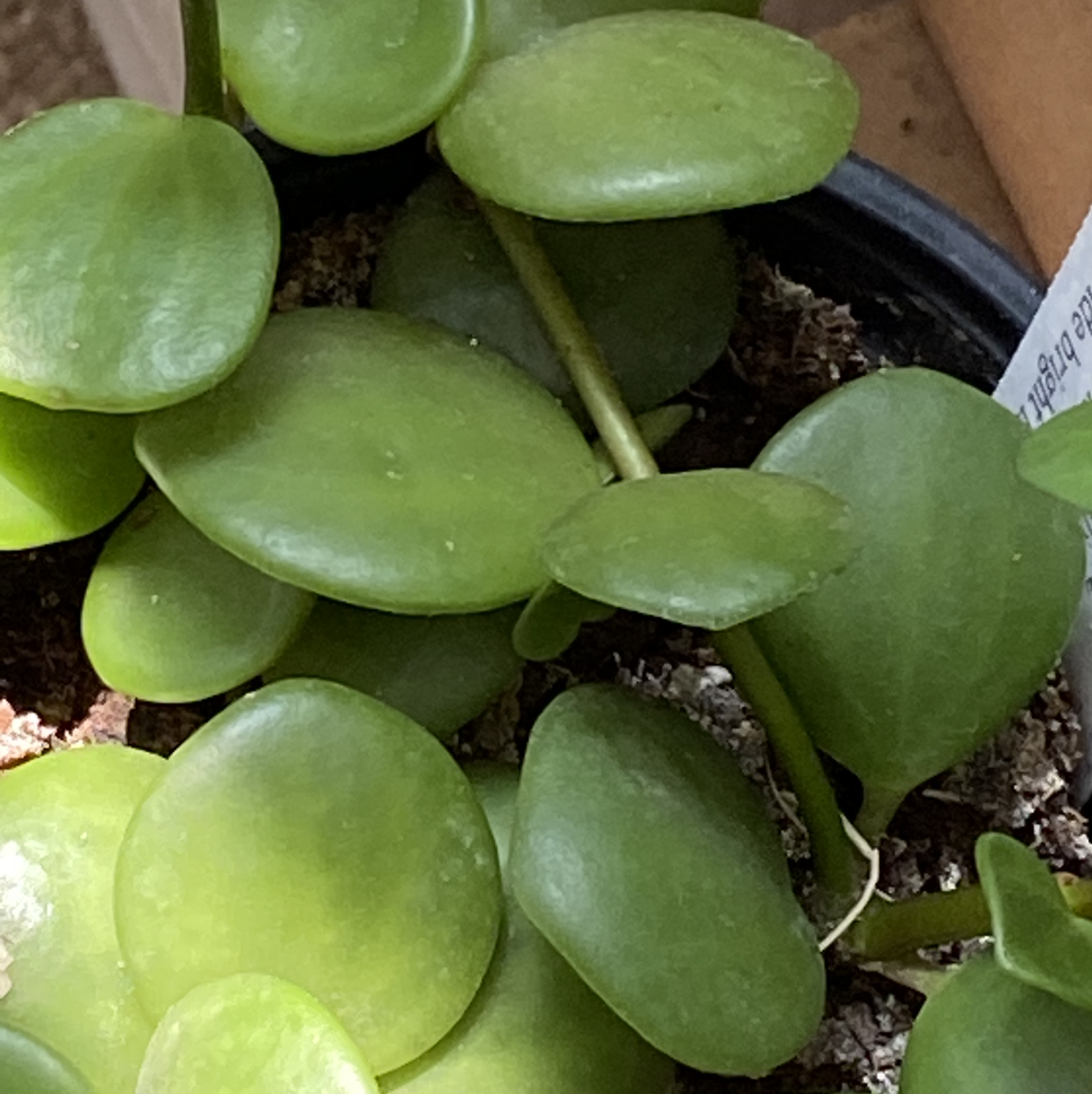 Peperomia 'Hope' plant with round, green leaves and visible soil.