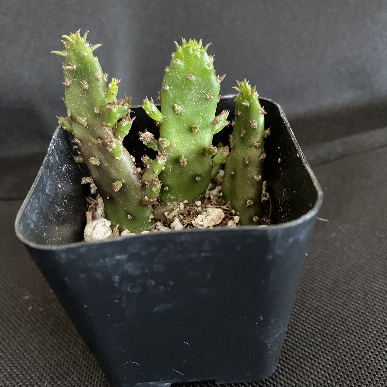Brittle Prickly Pear cactus in a black plastic pot, appears healthy.