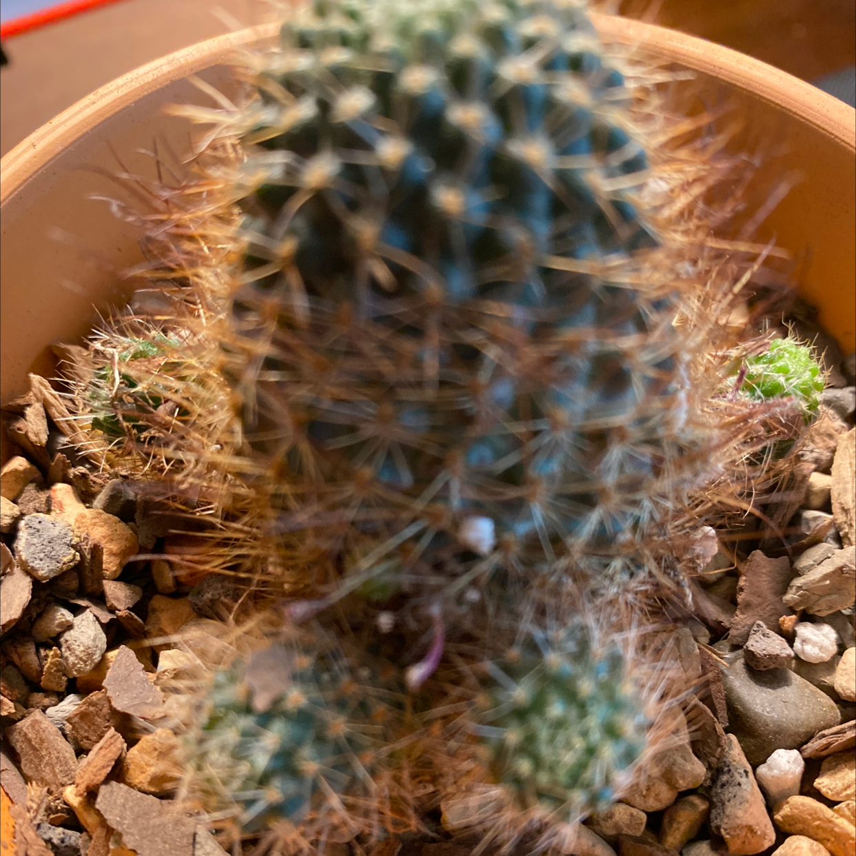 Photo of the plant species Rebutia fulviseta by Marcia named Stella on Greg, the plant care app