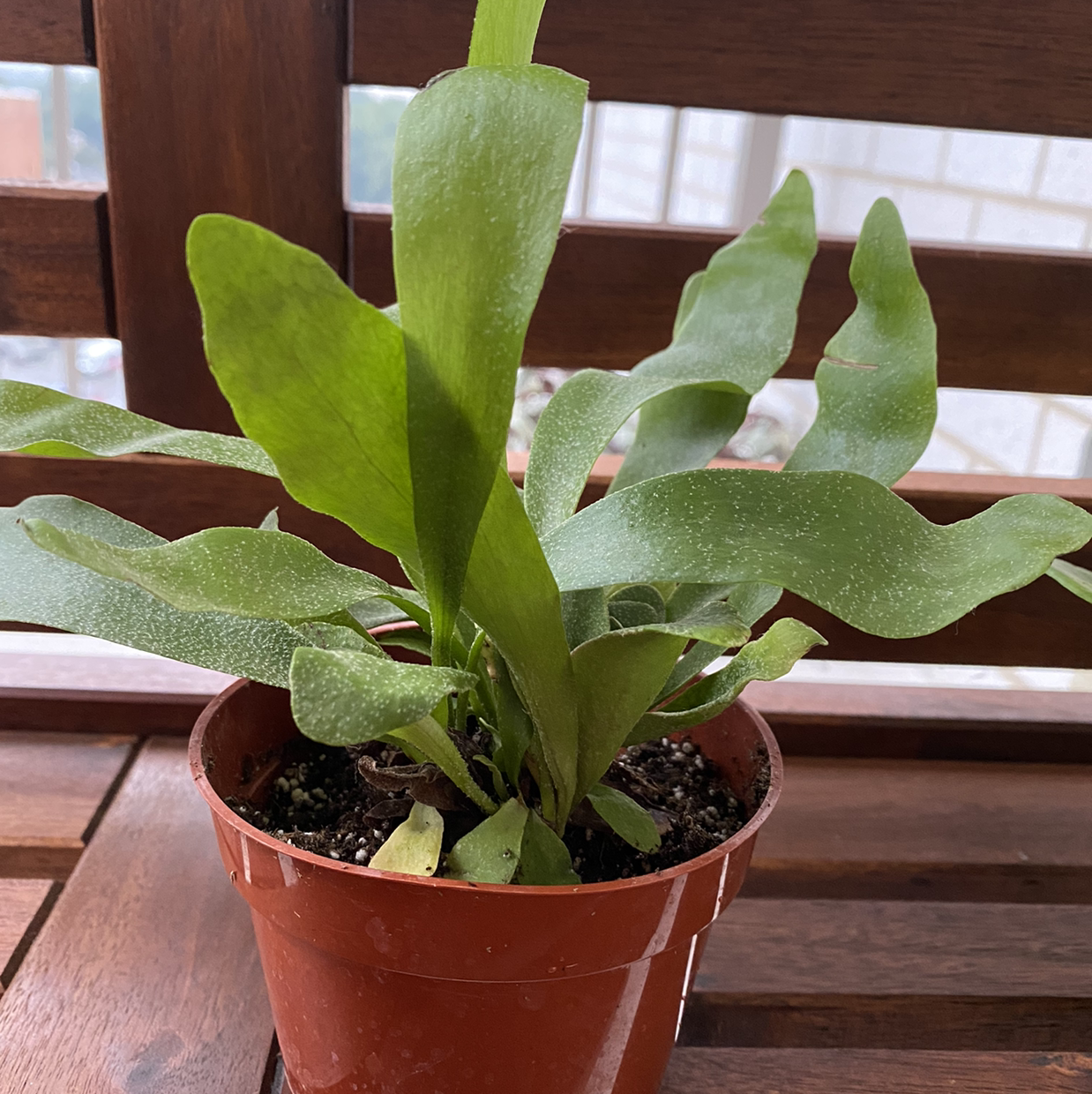 Potted Elkhorn Fern with healthy green fronds on a wooden surface.