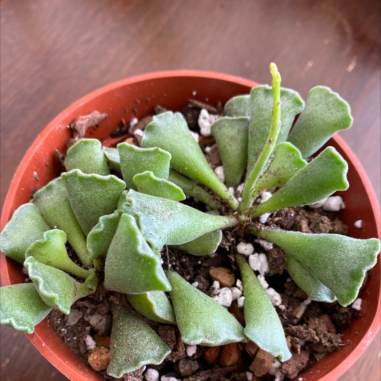 Pillow Feet Crinkle Leaf Plant in a small pot with visible soil and healthy green leaves.