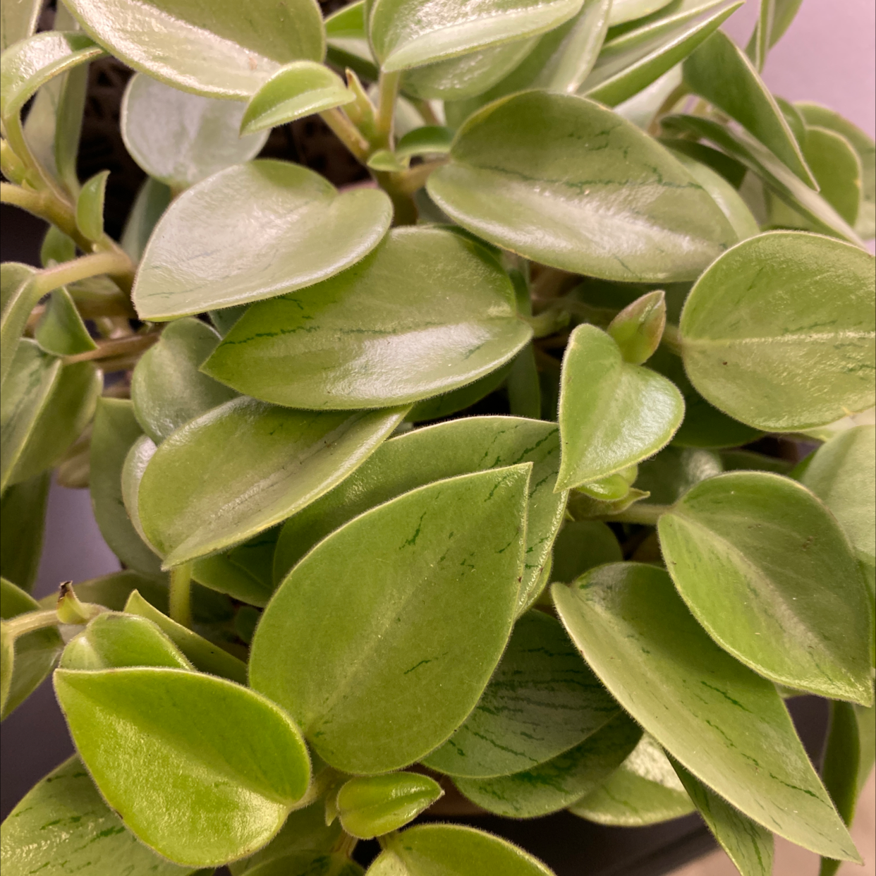 Teardrop Peperomia plant with healthy green leaves.
