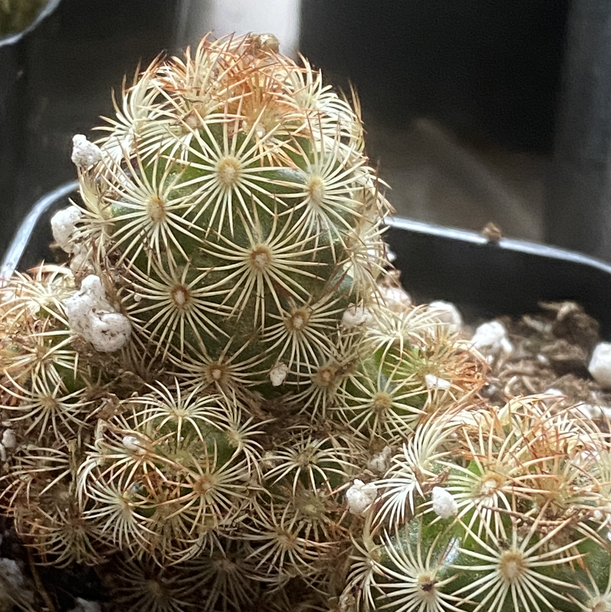 Healthy mature Lace Hedgehog Cactus densely covered in thin white hairlike spines, well-framed on dark background.