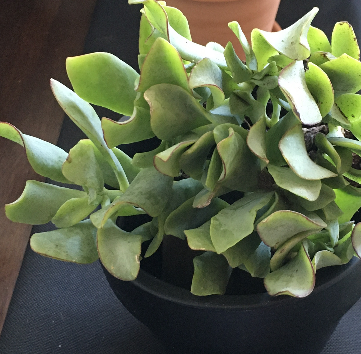 Silver Dollar Plant with thick, rounded leaves and slight browning on edges in a pot.