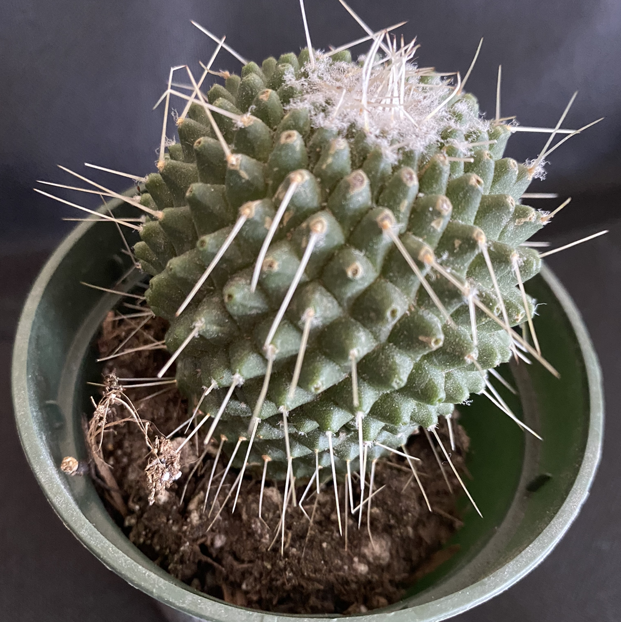 Spiny Pincushion Cactus in a pot with visible soil, well-framed and in focus.