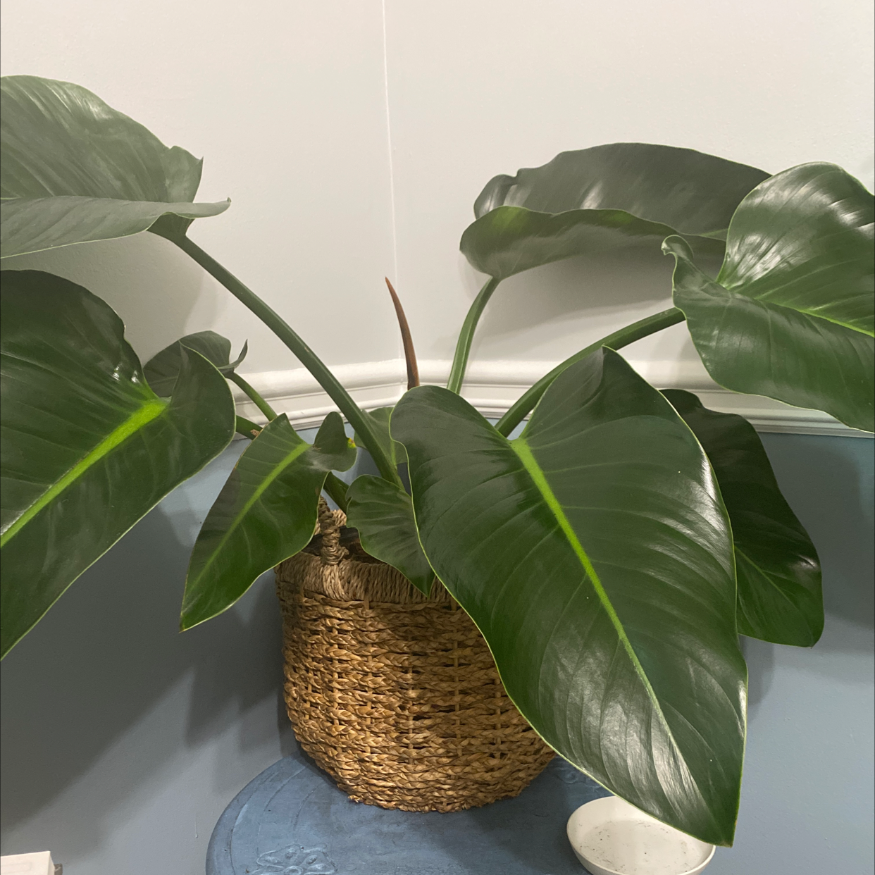 Photo of the plant species Philodendron 'Red Congo' by @meecahmakesmoves named Oscar on Greg, the plant care app