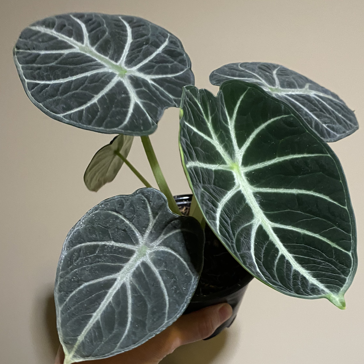 Photo of the plant species alocasia ninja by @meecahmakesmoves named Robert Plant on Greg, the plant care app