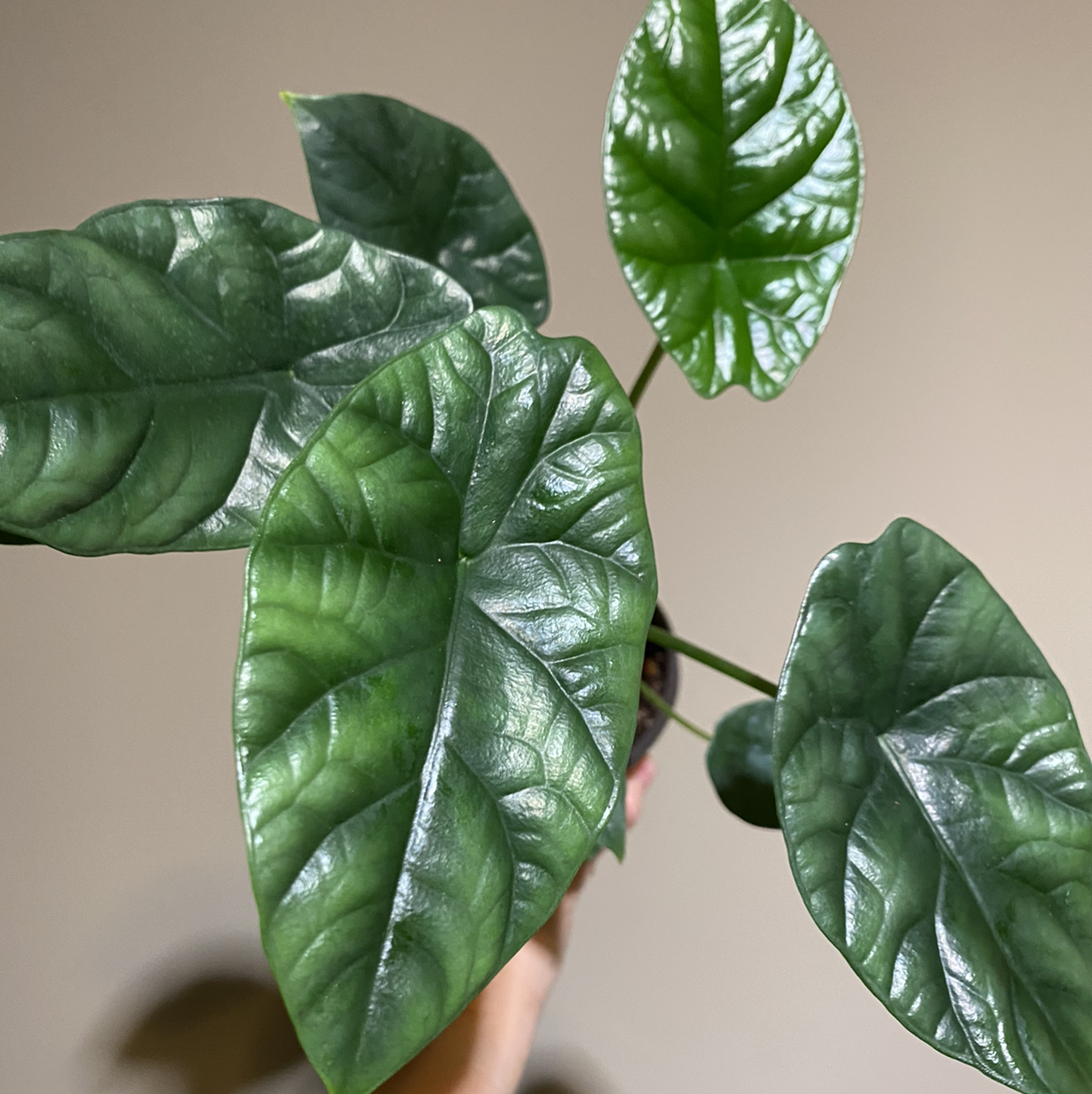 Healthy Jewel Alocasia plant with glossy green leaves.