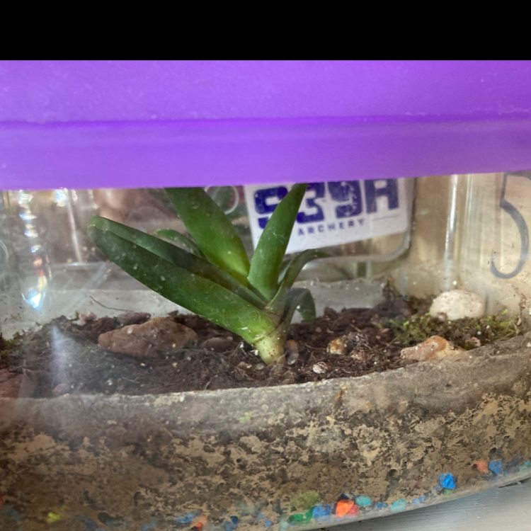 Aloe vera plant photo by Emma named Tree Diddy on Greg, the plant care app.