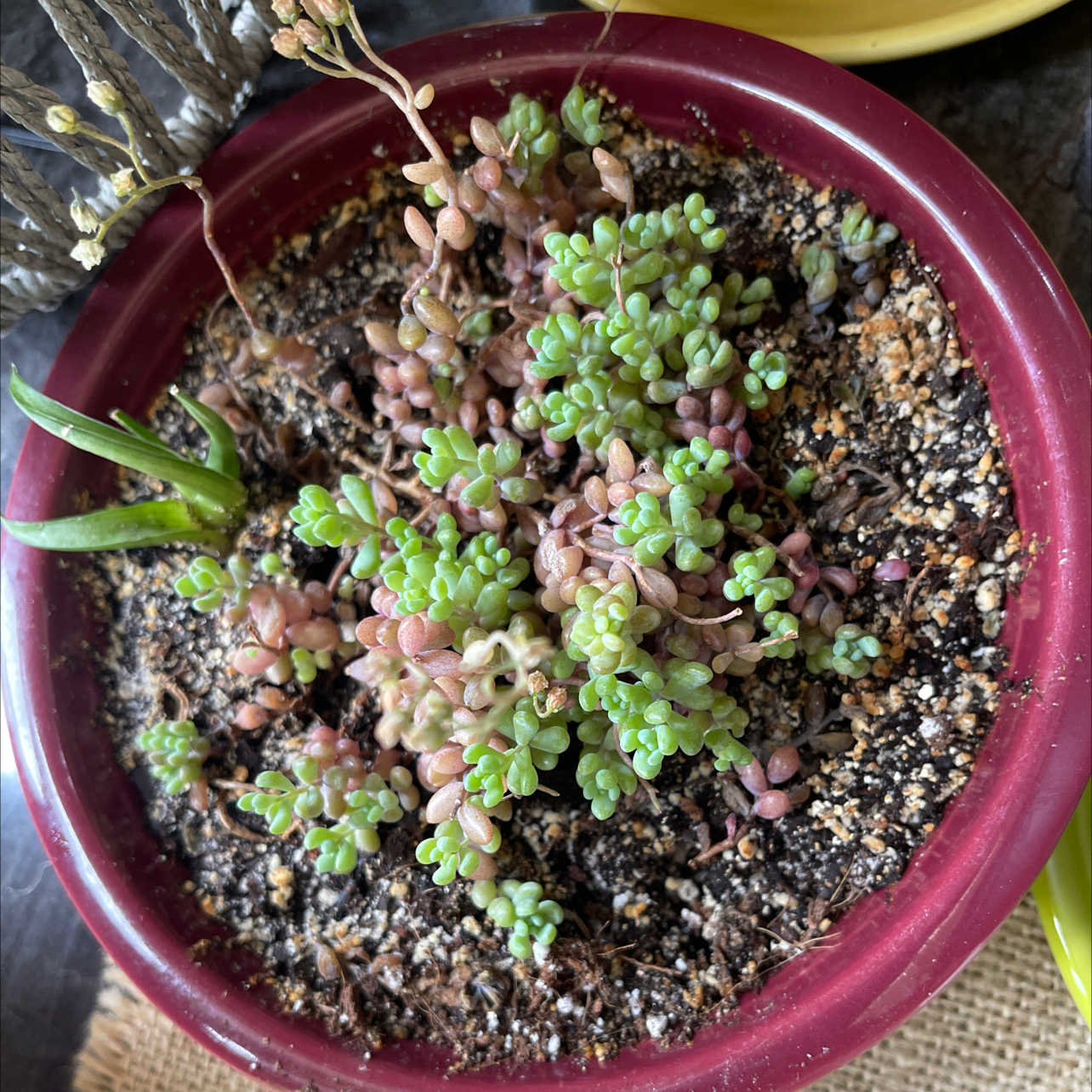 Potted White Stonecrop succulent with visible soil and healthy leaves.