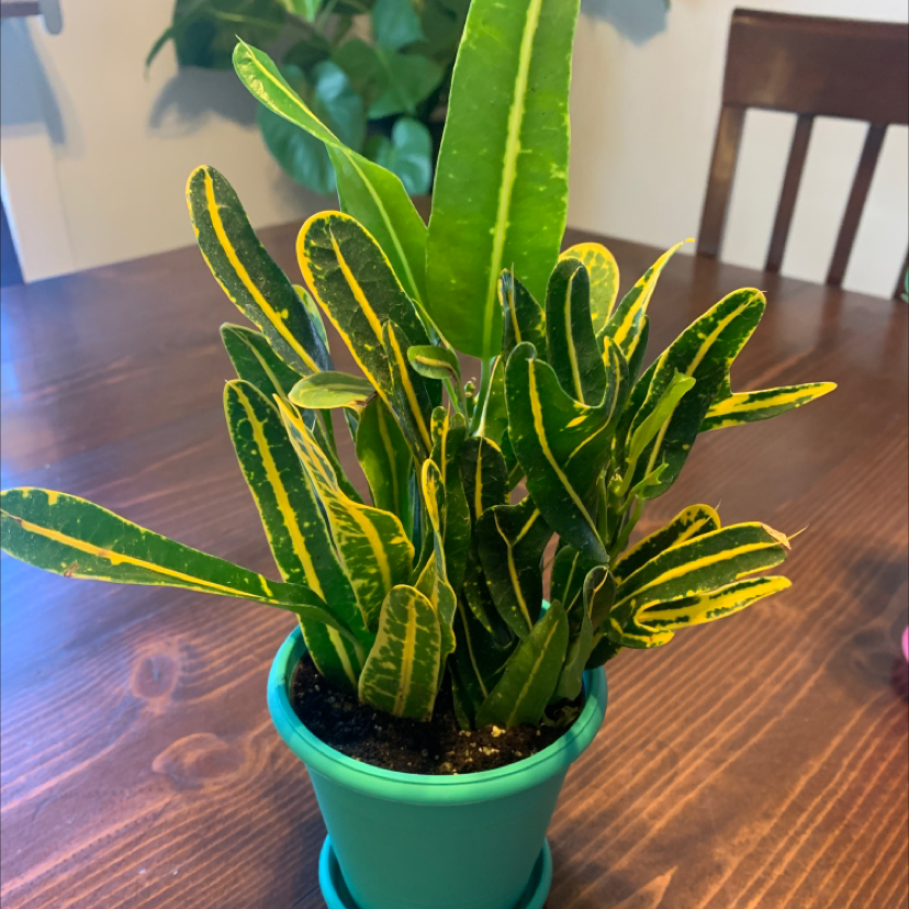 Banana Croton plant in a small pot on a wooden table with vibrant green and yellow variegated leaves.