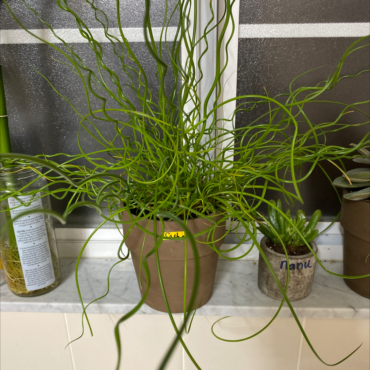 Common Rush plant photo by @Elizabethweekes named Sasha on Greg, the plant care app.