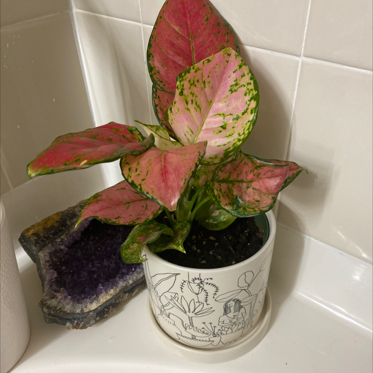 Aglaonema 'Pink Splash' plant in a decorative pot with vibrant pink and green leaves.
