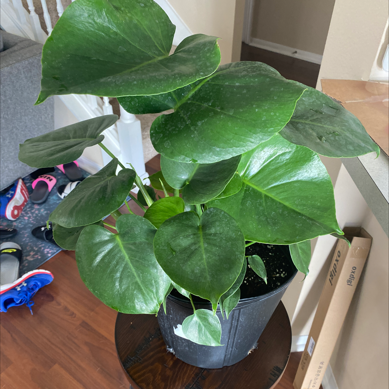 Monstera plant photo by @Elizabethweekes named Derek on Greg, the plant care app.