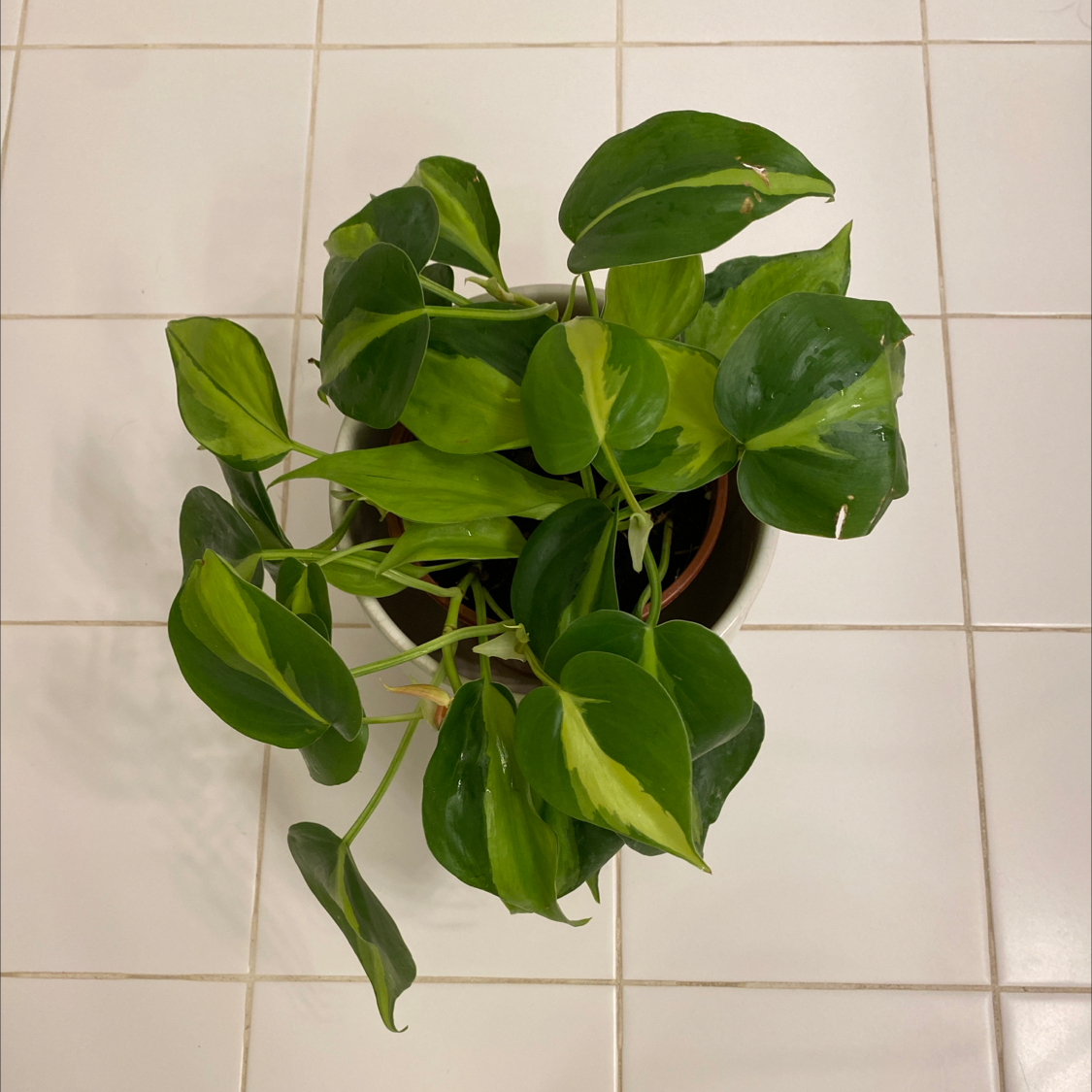 Philodendron Scandens plant photo by Lauren named Brucey on Greg, the plant care app.